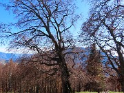 32 Faggi secolari del Menna